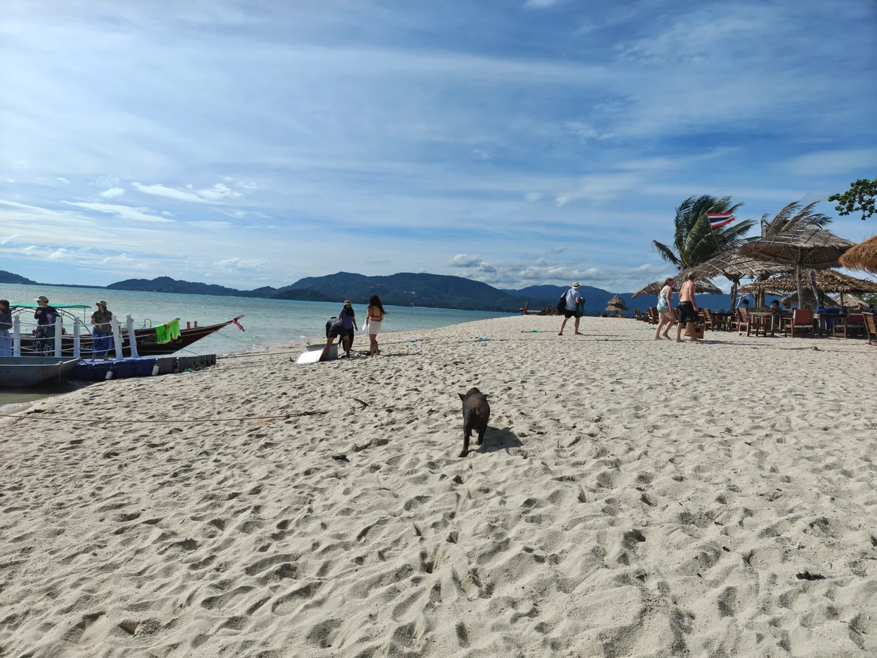 A piglet on the sandy beach with boats and visitors in the distance at Pig Island
