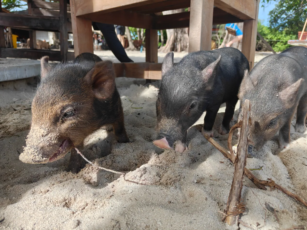 Three pigs resting in the sand beneath beach seats on Pig Island