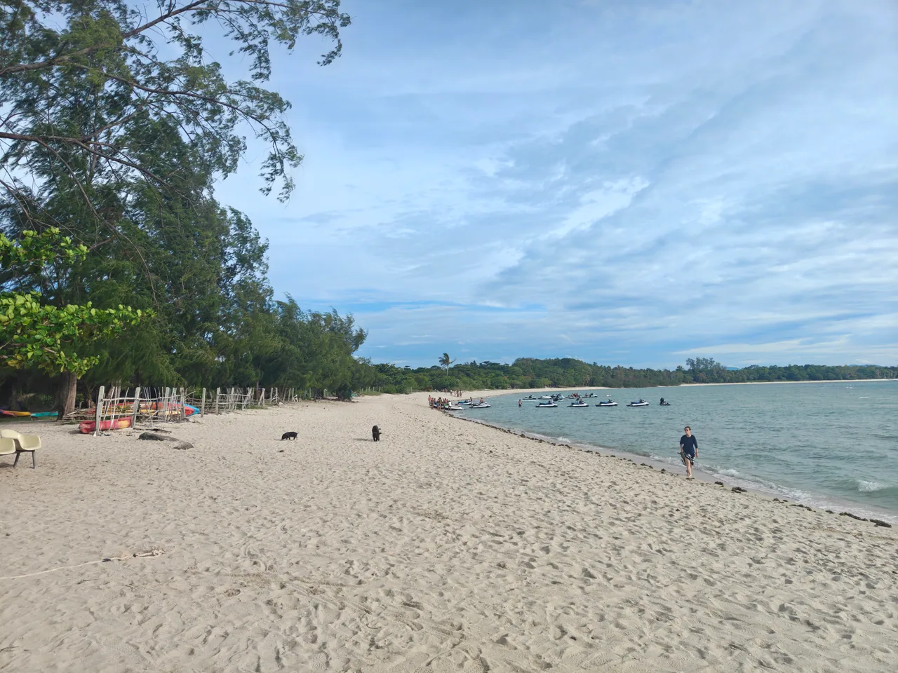 Wide sandy shoreline with pigs and watercraft offshore at Pig Island